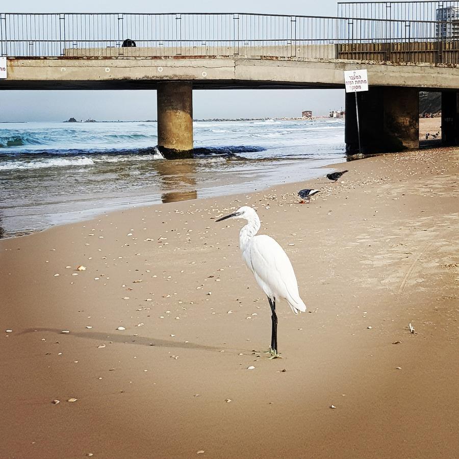 Sweet Home On The Beach เทลอาวีฟ ภายนอก รูปภาพ